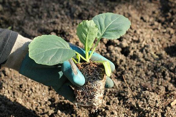 Early ripening varieties