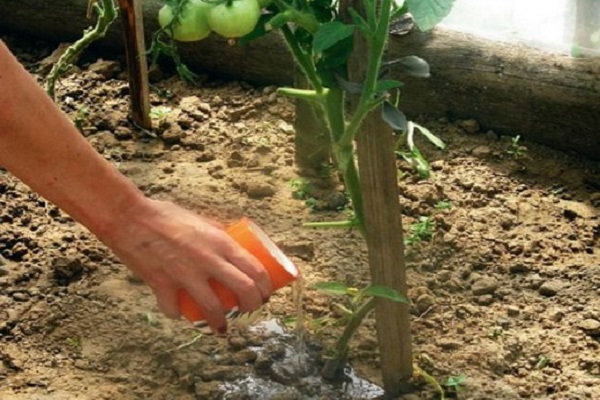 Geef tomaten correct water