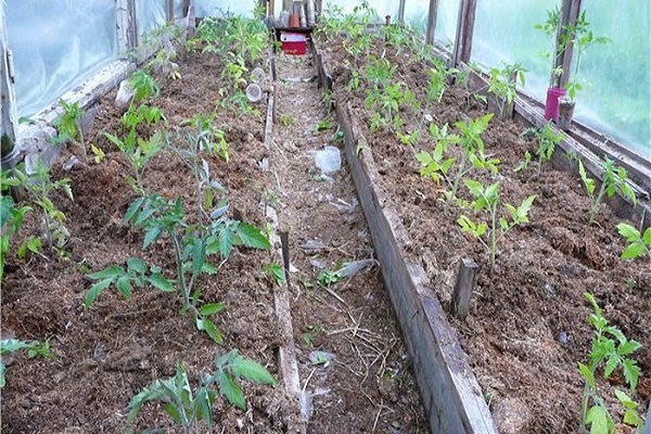  tomaten planten