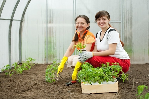 growing seedlings