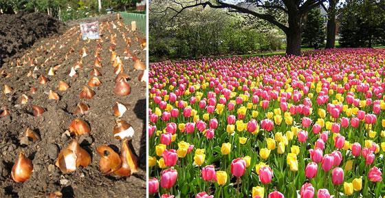 jak krásně zasadit tulipány Design