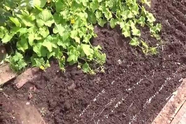 sowing green manure