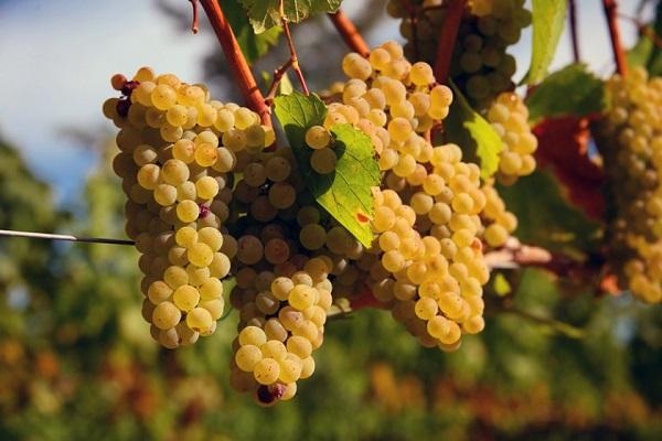 Chardonnay berries