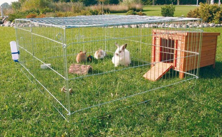 Construction of an enclosure for rabbits with your own hands and breeding at home