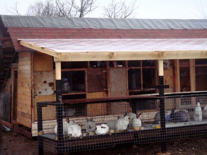 Construction of an enclosure for rabbits with your own hands and breeding at home