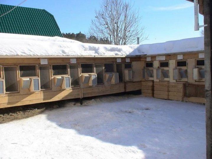 Construction of an enclosure for rabbits with your own hands and breeding at home