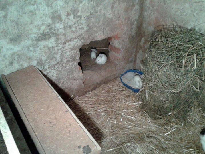 Construction of an enclosure for rabbits with your own hands and breeding at home