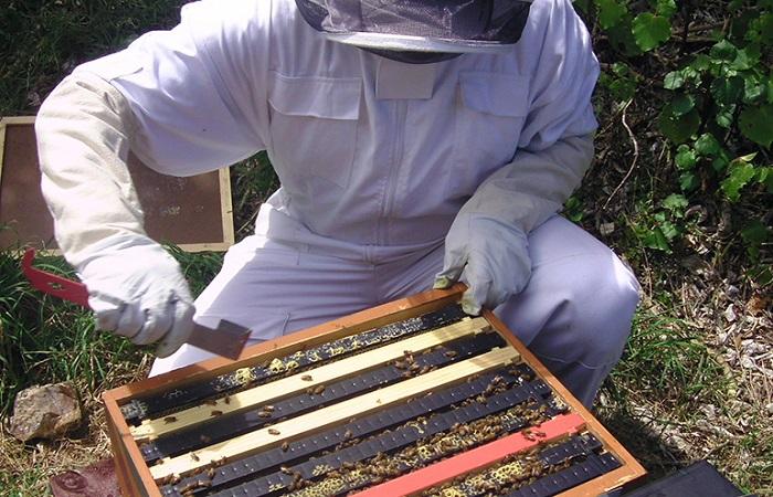 včelař sbírá 