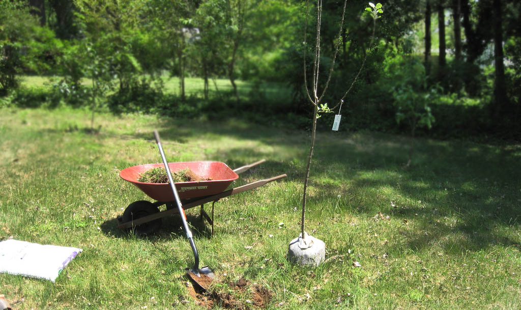 penanaman pokok epal