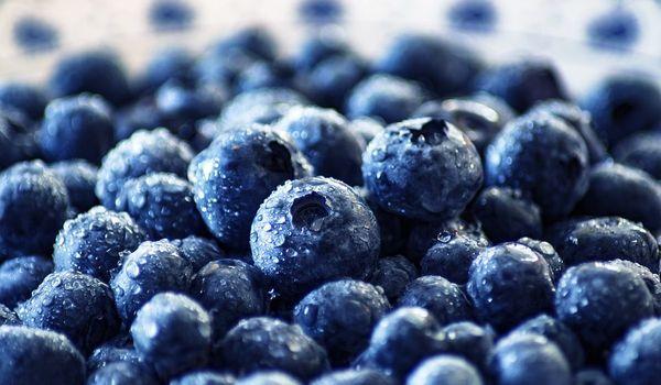 frische Blaubeeren