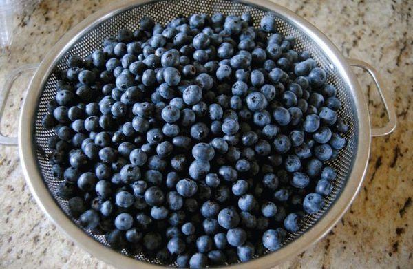 Blaubeeren zum Kochen