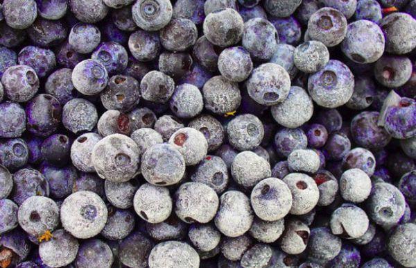 Blaubeeren einfrieren 