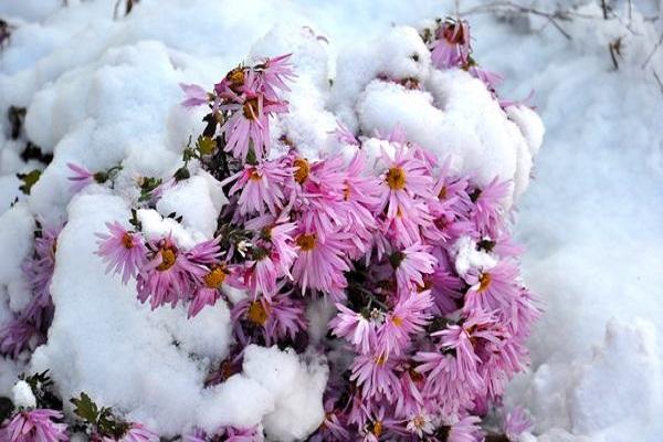 bloemen onder de sneeuw 