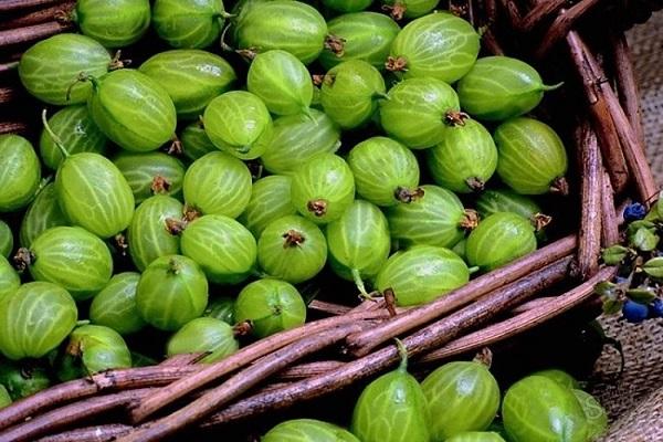 ripe gooseberries