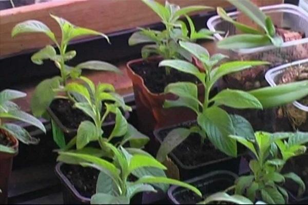 seedlings in pots 