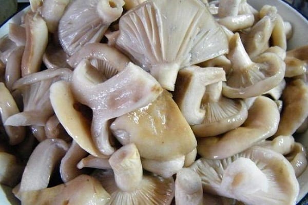 het beitsen van melkchampignons