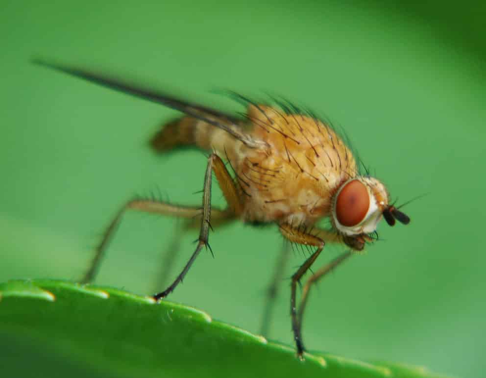 Mouche de la tige du framboisier