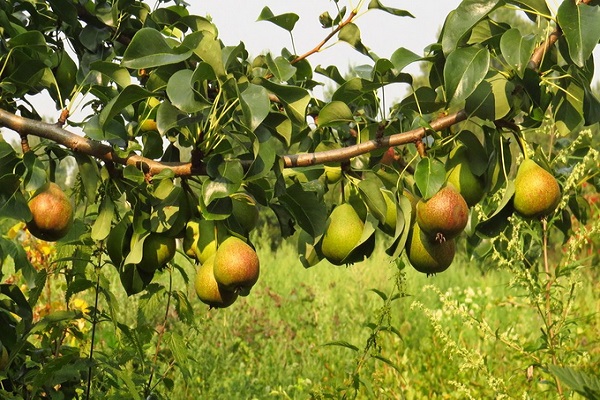 fruits for drying