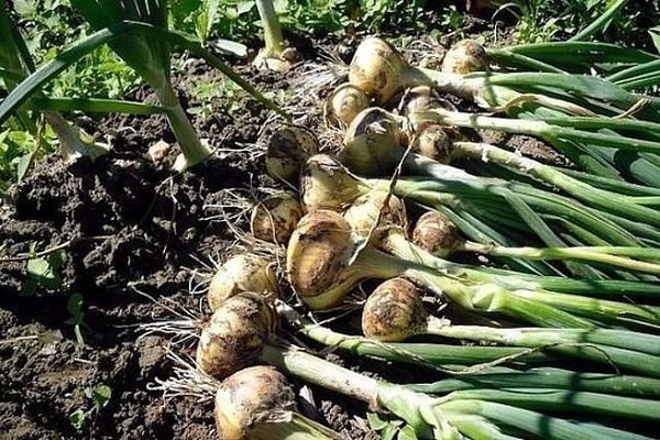 drying onions