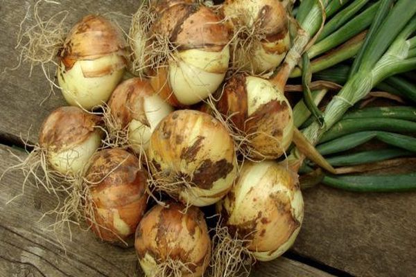 bulb onions