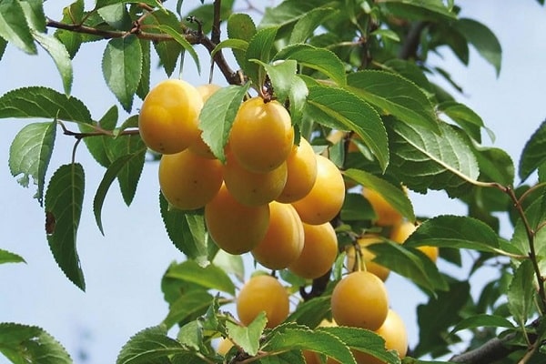 yellow plum