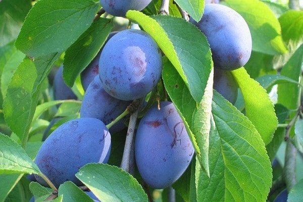 ripe berries 