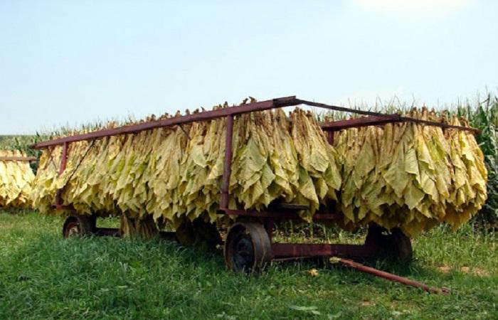 trockene Blätter