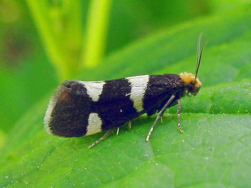 Bud moth