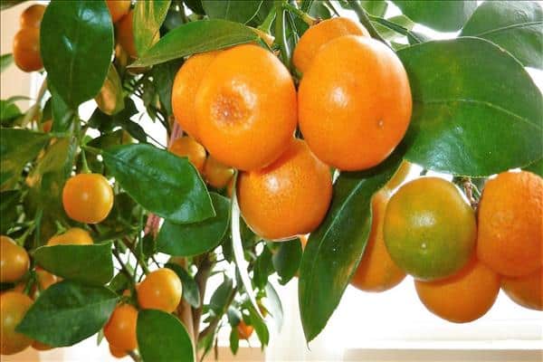 listy mandarinky žloutnou