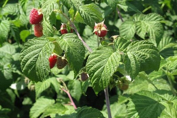 raspberries growing 