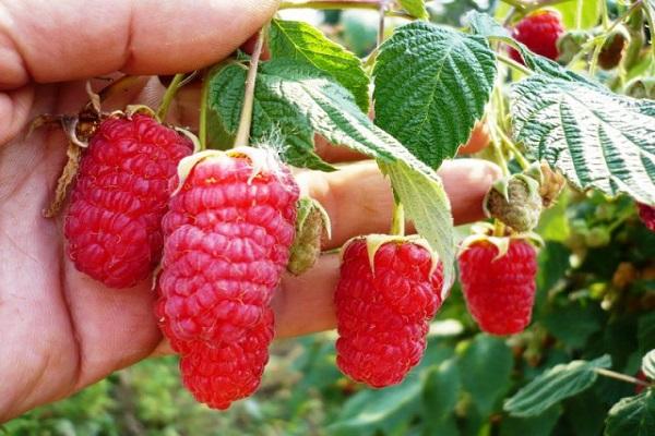 Beeren in den Händen 