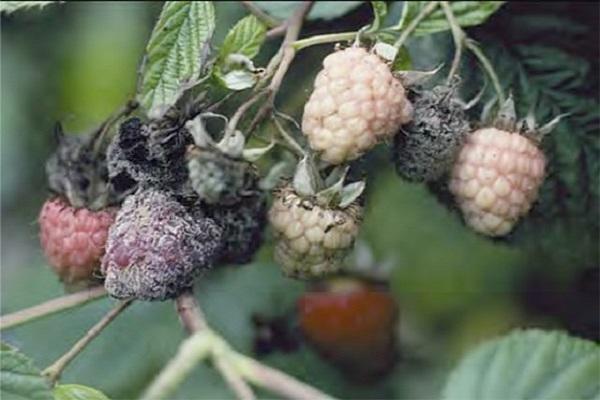 pourriture des fruits 