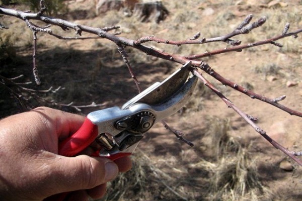 kailangan ng pruning