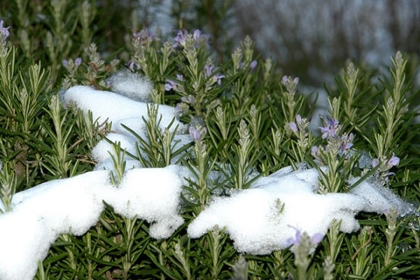 rosemary overwinters