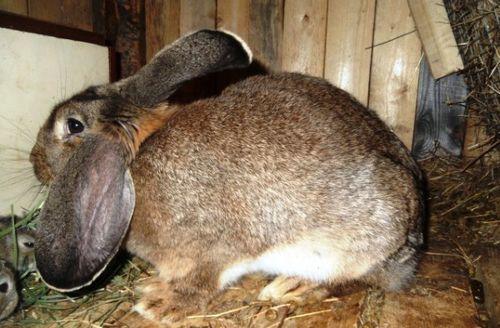 chování králičí samice před porodem