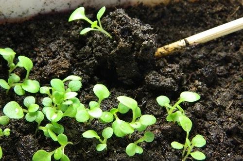 plants de pétunia