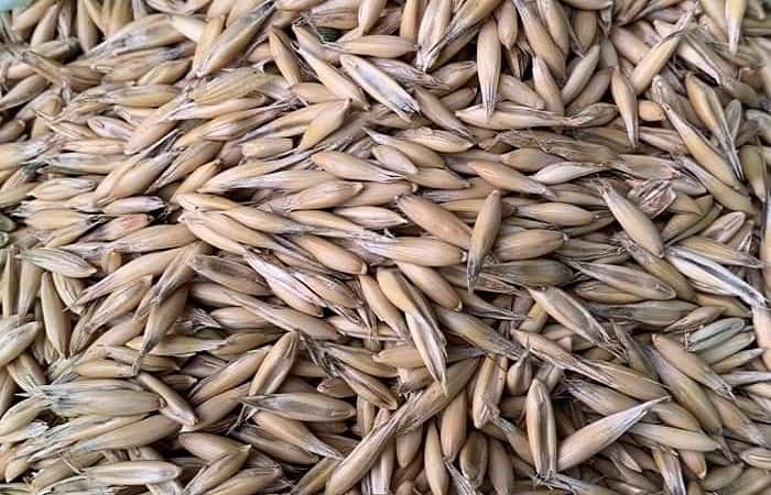 oat grains 