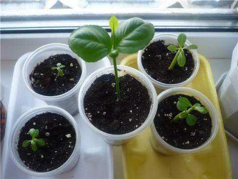 growing lemon