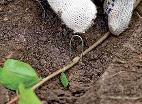 menanam pokok epal dari dahan