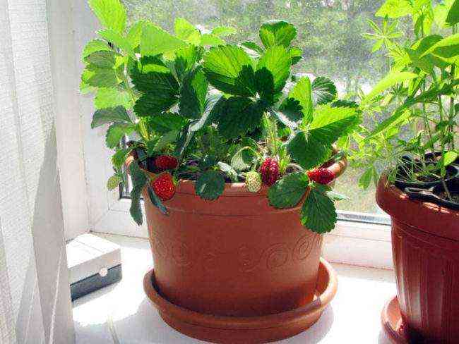 Erdbeeren auf dem Balkon