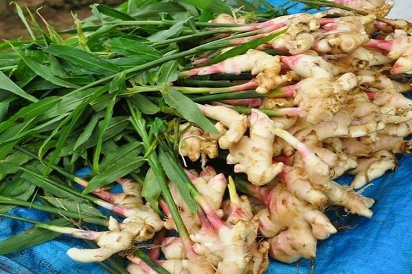 digging up root crops