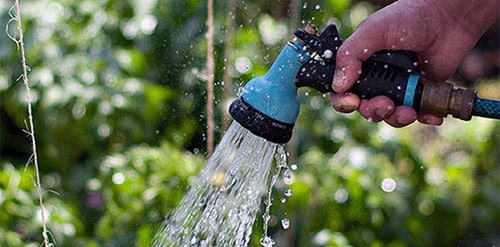 watering hazelnuts