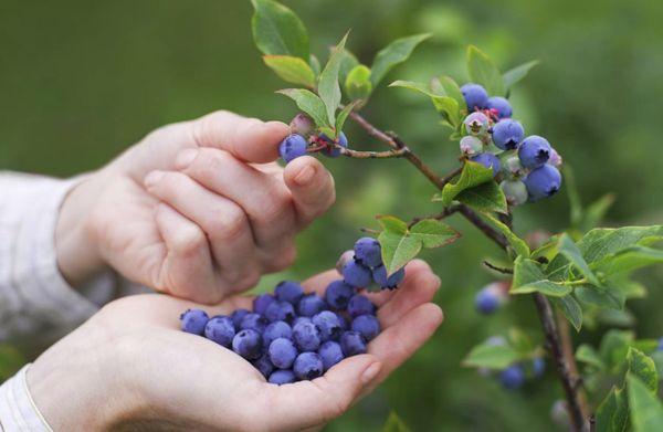 Beeren pflücken