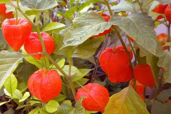 Physalis en creixement