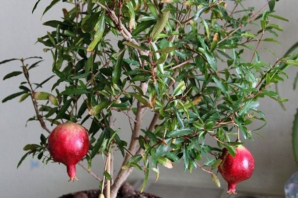 two fruits 