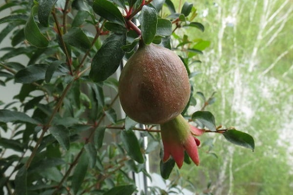 fruta solitária 