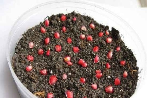 pomegranate from the seed