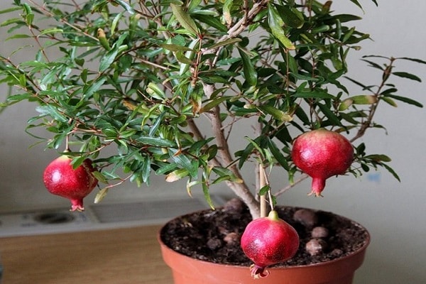 planta que adora luz