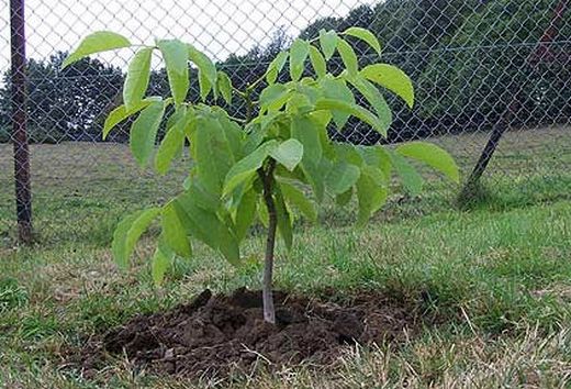 hoe een walnoot te planten