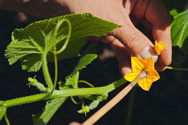 pollinisation manuelle 